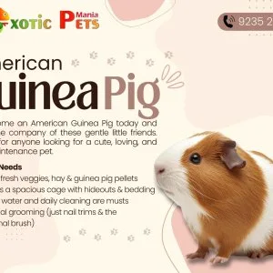 American guinea pig – a cute & gentle companion