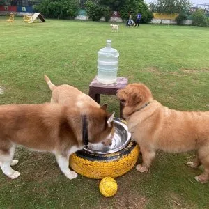 Gurgaon’s best dog park & pet-friendly café - visit today
