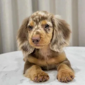 Dachshund puppies for adoption