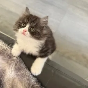 Persian kittens for adoption