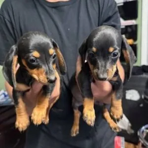 Healthy well trianed dachshund puppies