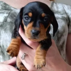 Healthy dachshund puppies
