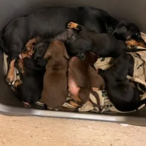 Dachshund puppies for adoption in charlotte