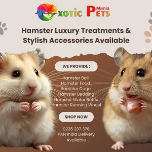 Syrian hamsters, cage, wheel & food – all in one place