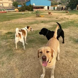 Kennel free dog boarding gurgaon | cage-free boarding & daycare