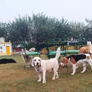 Dog playschool gurgaon sector 75 | swimming, playing & socializa