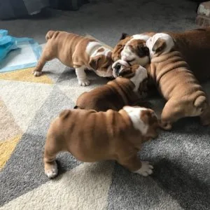 Mooie engelse bulldog pups beschikbaar