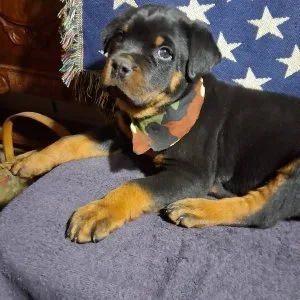 Amazing fluffy rottweiler puppies