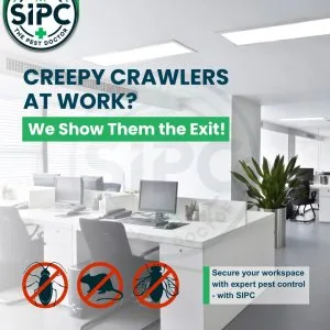Effective pest control services in chennai