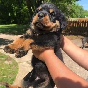Well raised rottweiler puppies available for loving homes