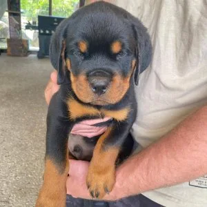Spoiled rottweiler puppies available for adoption now