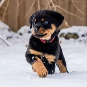 Rottweiler puppies in search of ne and forever loving homes