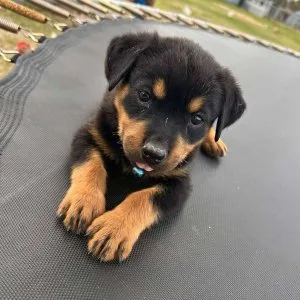 Rottweiler puppies for adoption
