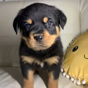 Rottweiler puppies currently available on adoption