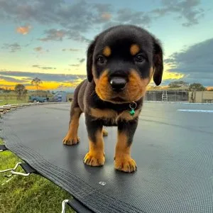 Akc reg rottweiler puppies available for loving families