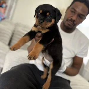 Adorable rottweiler puppies for adoption