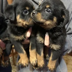 Amazing home raised rottweiler puppies ready now