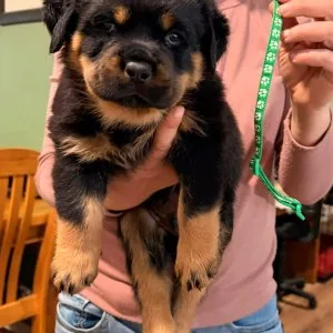 Meet this cute 14 week old rottweiler puppies ready now