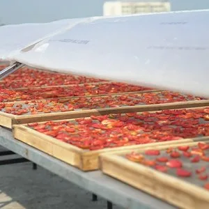 Samagra commercial solar dryer dehydrator machine