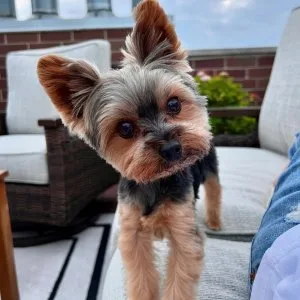 Adorable 1year old sammy
