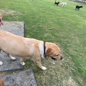 Dog play school services outdoor activities safe space