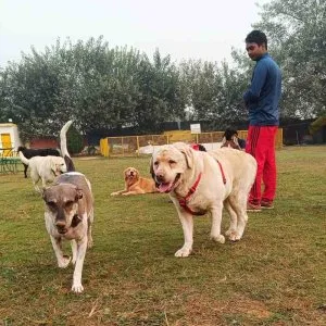 Kennel free dog boarding in gurgaon group play comfortable r