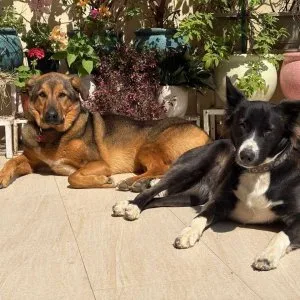 Safe dog boarding in gurgaon no kennels large rooms ac