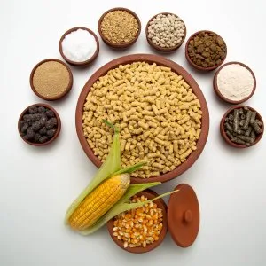 Best cattle feed in tamil nadu rgs feeds