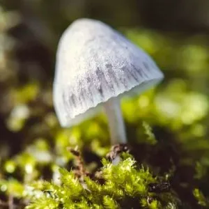 Texas ghost mushroom spores for mycology research use