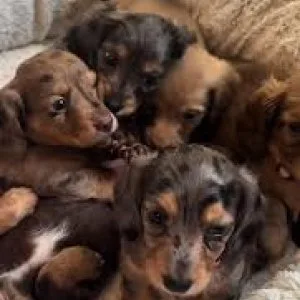 Dachshund puppies for sale