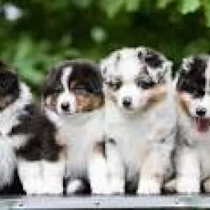 Australian shepherd puppies for sale