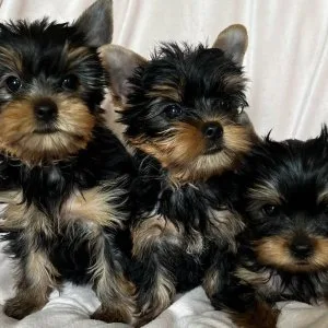 Adorable yorkshire terrier puppies for sale