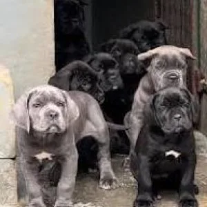 Cane corso puppies for sale