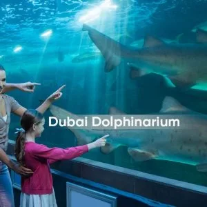 Dubai dolphinarium tickets timings prices visitor guide