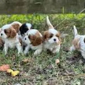 Cavalier king charles spaniel puppies for sale