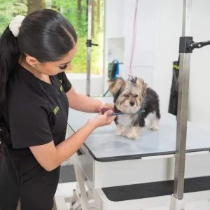 Affordable dog grooming packages in north hollywood usa