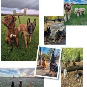 Affordable dog walking boarding transparent prices
