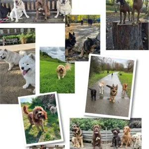 Trusted professional dog boarding best dog boarding in london