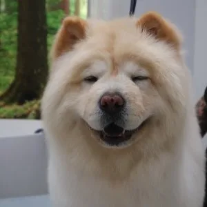 Top rated dog grooming packages in north hollywood usa