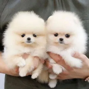 We offer a new litter of pomeranian puppies