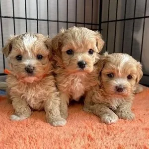 Maltipoo puppies