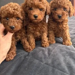 Beautiful toy poodle puppies available