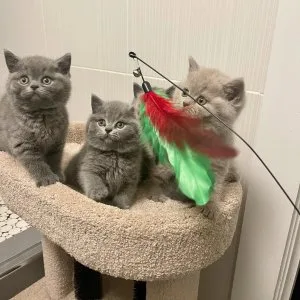 Beautiful shorthair kittens
