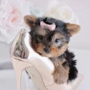 Yorkshire terrier puppies plus supplies