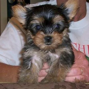 Beautiful male yorkie puppy