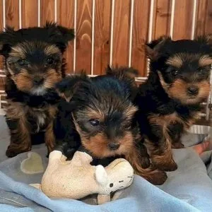 Perfect male and female yorkie