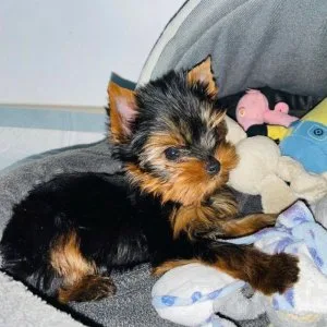 Super tiny teacup male yorkie puppy
