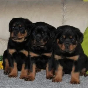 Super adrk rottweilerwelpen abzugeben mit papieren