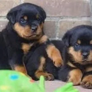 Qualitt rottweiler welpen hündin mit papieren