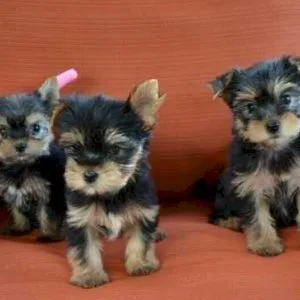 Teacup yorkie for adoption